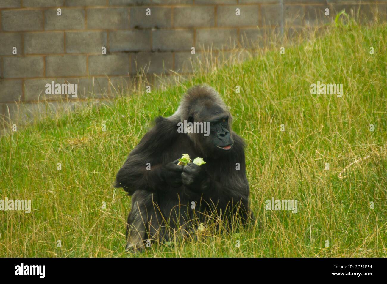 Ein gefangener männlicher Gorilla in einem Zoo, der isst Stockfoto