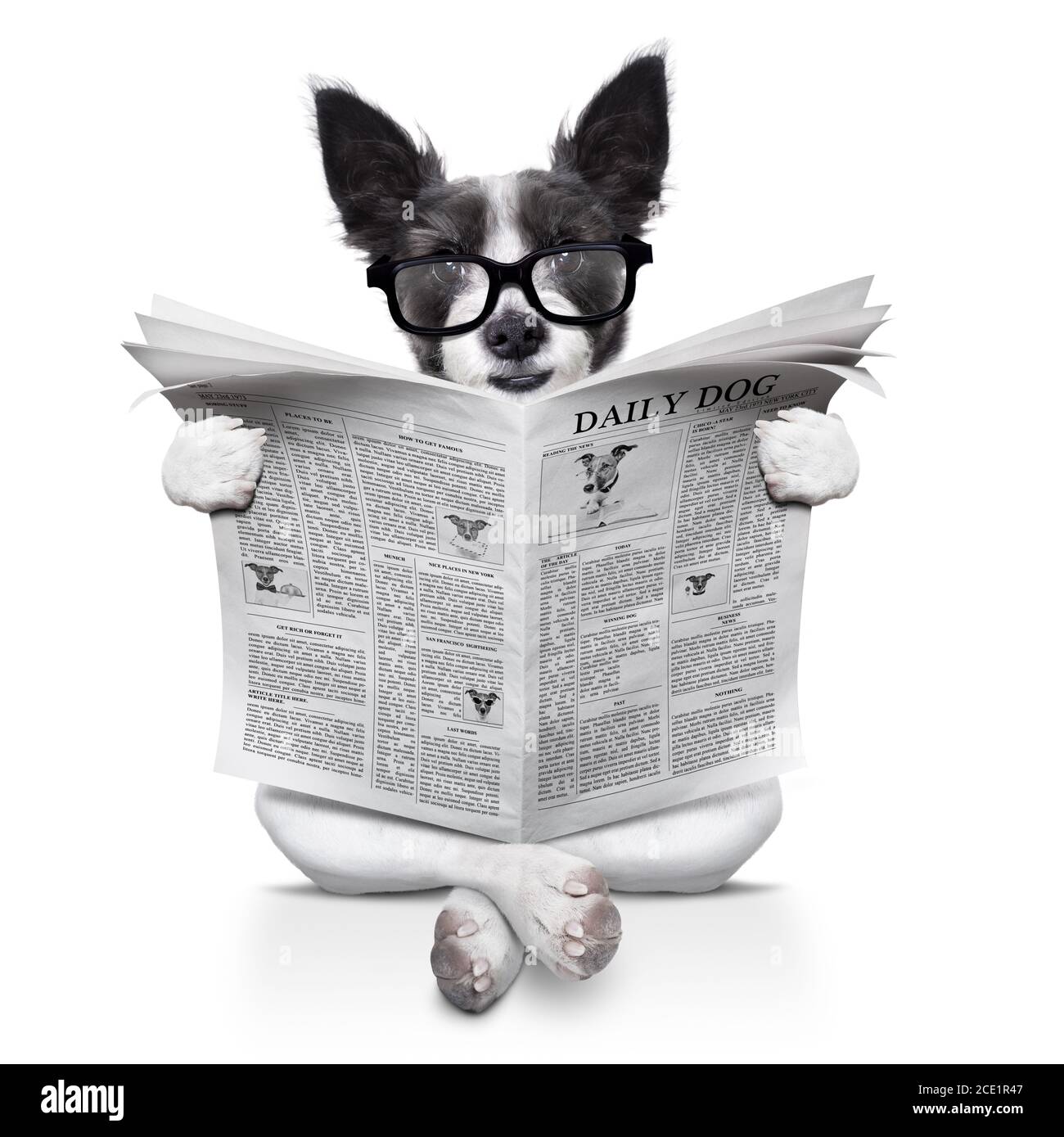 Zeitung zum Lesen von Hunden Stockfoto