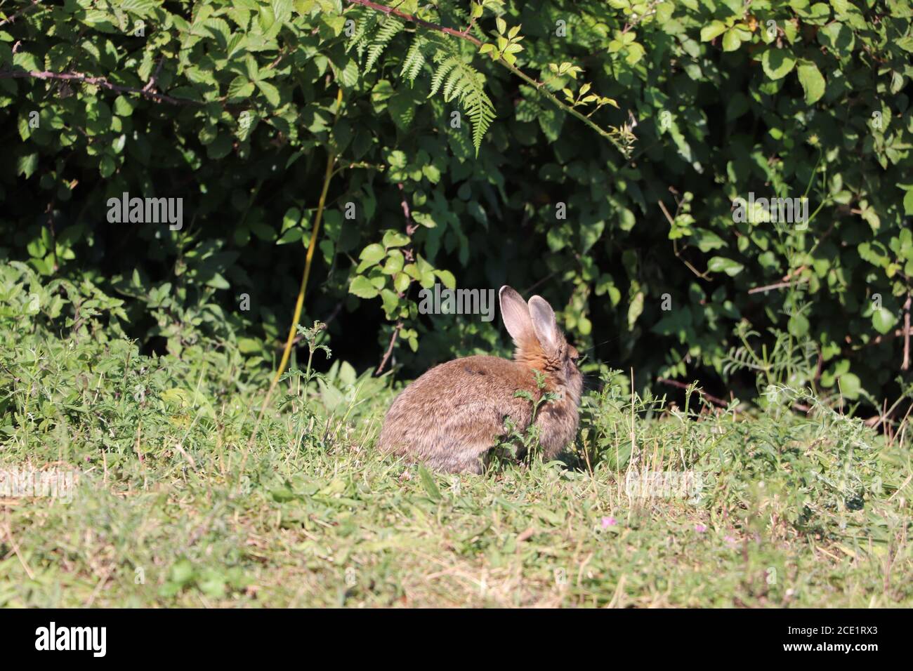 Kaninchen erkunden den Park Stockfoto