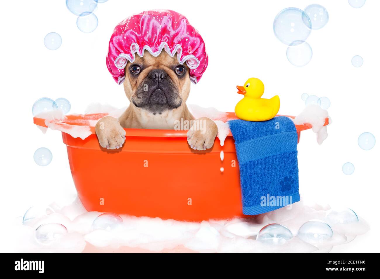 Hund Baden in einer bunten Badewanne mit Kunststoff Ente Stockfoto