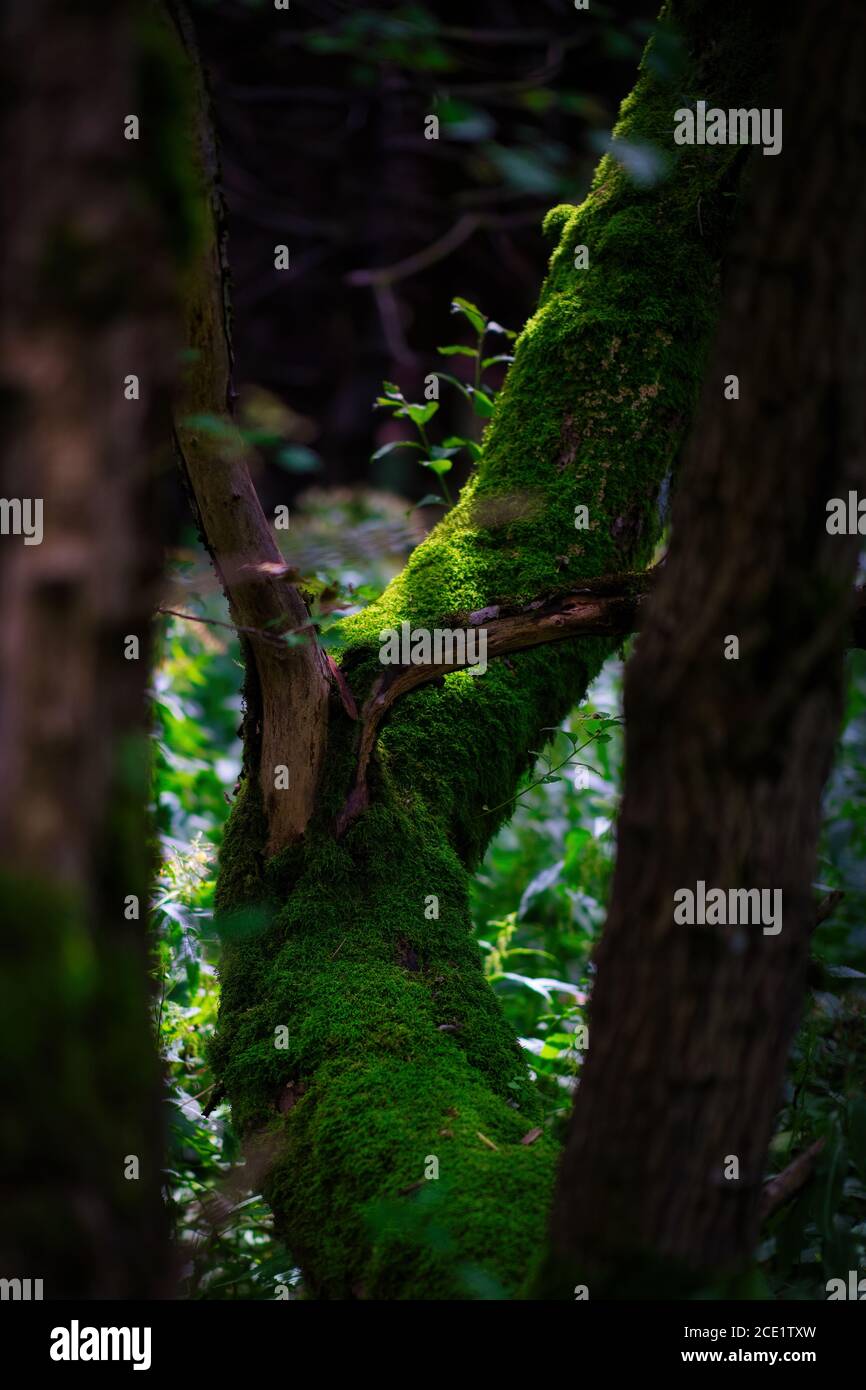 Sonnendurchfluteter, moosbedeckter Baumstamm in einem dunklen, gemäßigten Wald mit üppiger grüner Waldstruktur und natürlichem Wachstum. Stockfoto