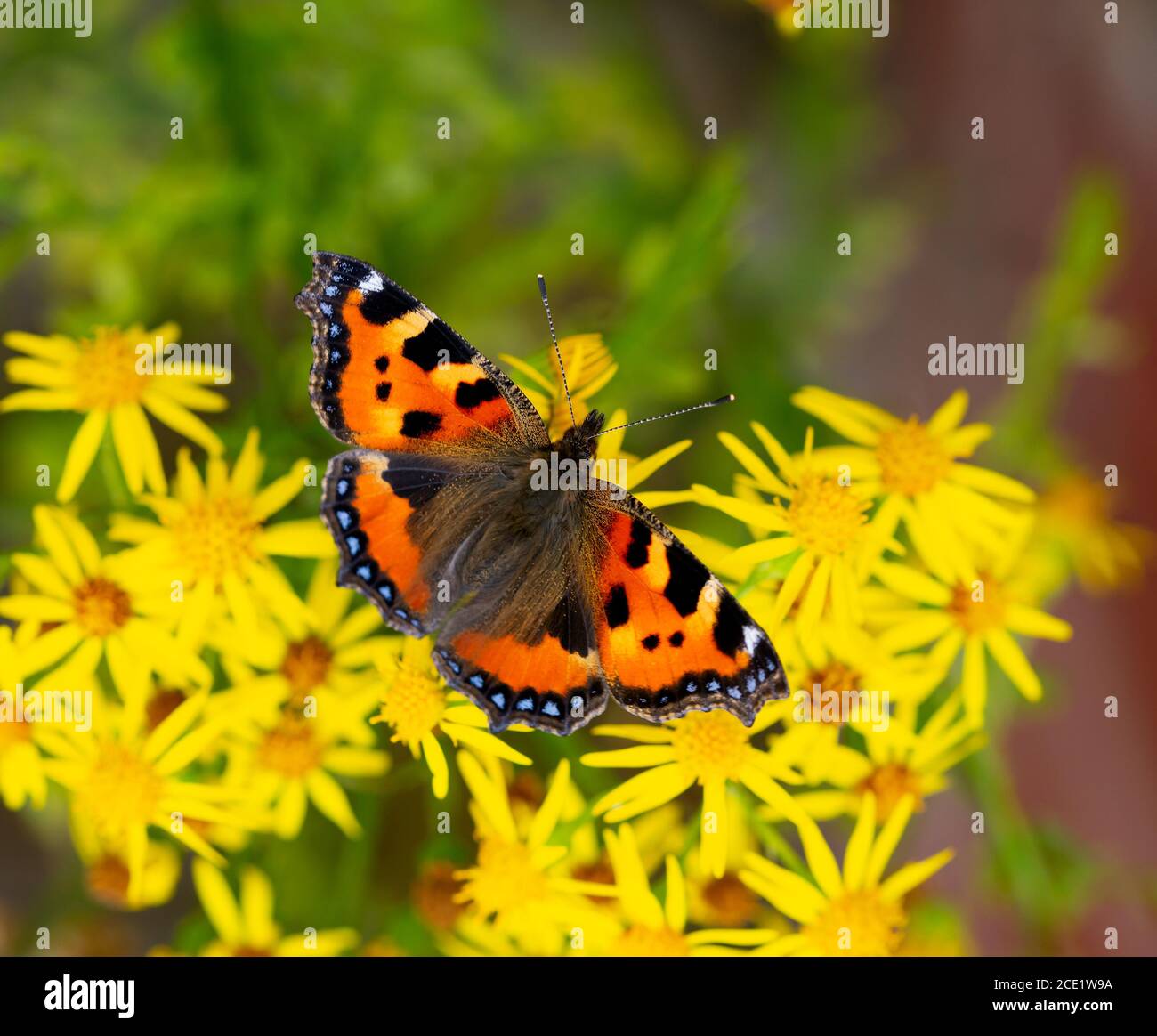 Kleiner Schildpatt-Schmetterling, der sich auf gelbem Ragwürz ernährt Stockfoto