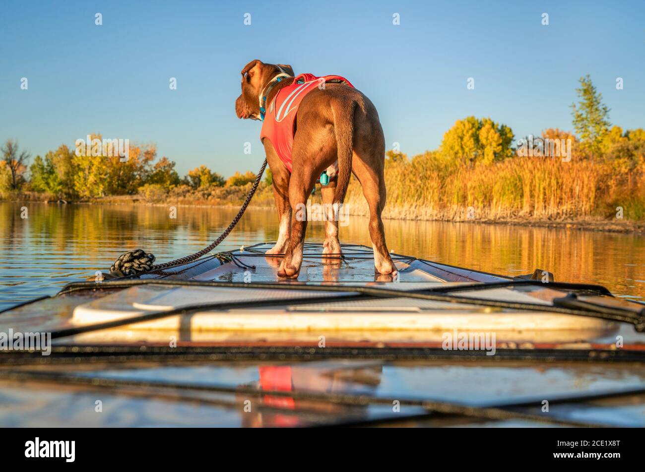 Pit Bull Terrier Hund in Rettungsweste auf einem Bogen von Touren Stand up Paddleboard, Herbst Landschaft eines Sees in Colorado Stockfoto