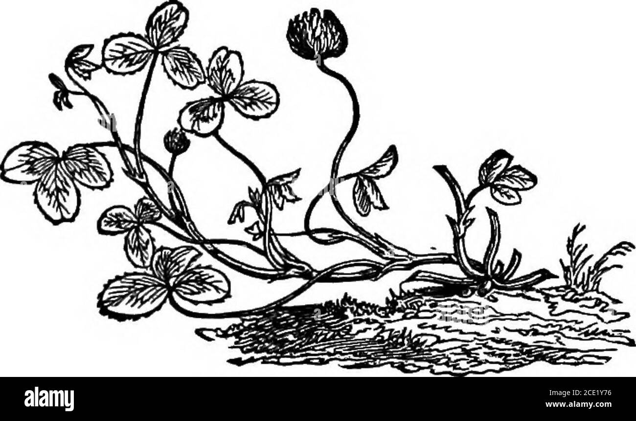 . Milch Kühe und Milchviehhaltung; bestehend aus den Rassen, Zucht und Management, in Gesundheit und Krankheit, von Milchvieh und anderen Schafen; die Auswahl von Milchkühen, mit einer vollständigen Erklärung der Guenon-Methode; Die Kultur der Futterpflanzen, und die Produktion von Milch, Butter und Käse ... mit einer Abhandlung über die Milchwirtschaft von Holland, zu denen Horsfall System der Milchwirtschaft hinzugefügt wird. Kg. 69. Bett Kloner. Kg 68. Ungarisches Gras. Füße Erfolg auf den späten Schnee von März oder April, und bald findet seinen Weg in den Boden und nimmt eine Kraft-184 MISCHUNG VON GRAS-SAMEN. ous Wurzel. Es ist valuabl Stockfoto