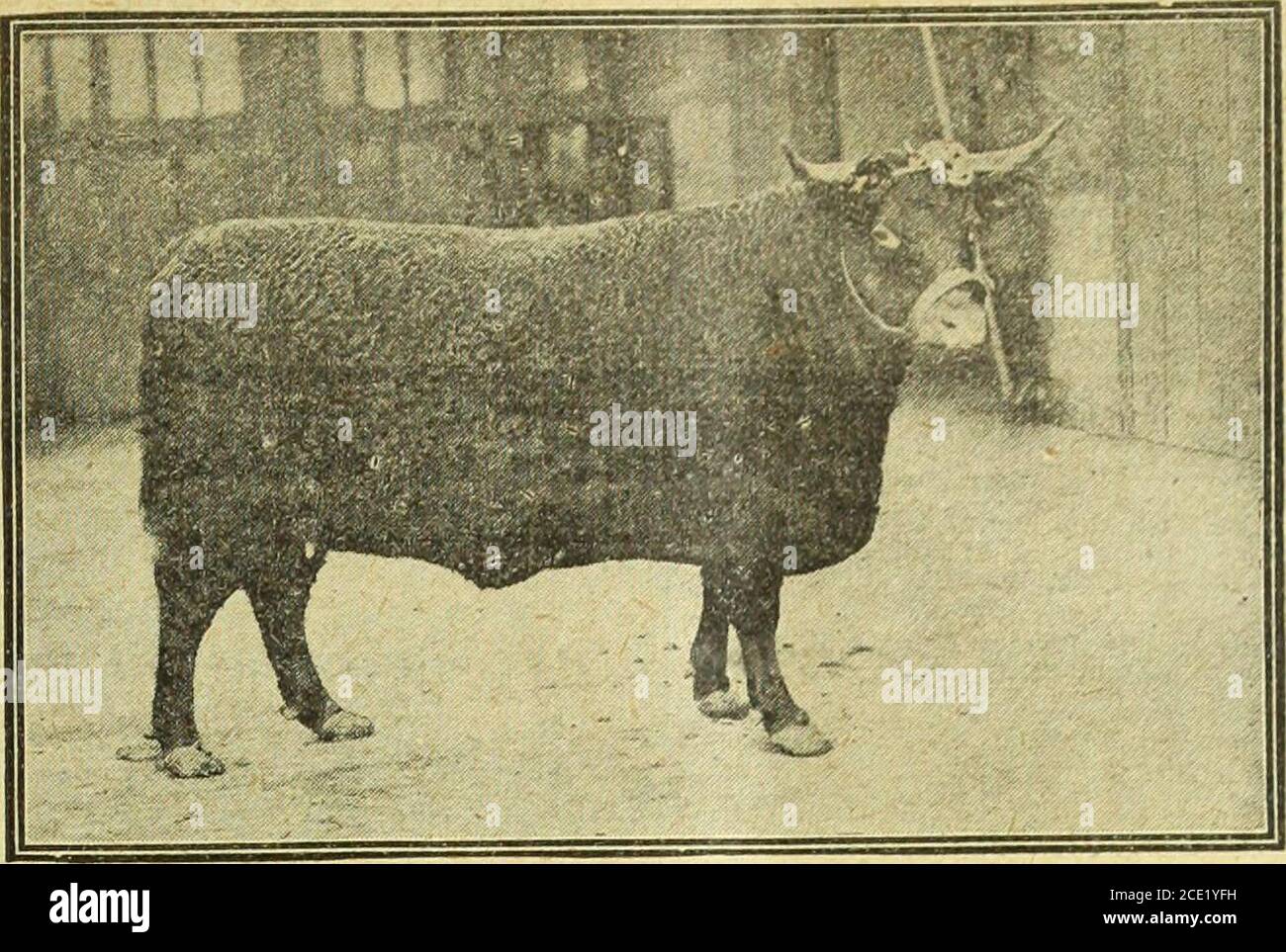 . Landwirt und Viehzüchter . RM wird verkauft. – in einem Los, Molkerei, 24 Kühe, 2ndund Jrd Kalb, etwa 20 diente zu kalben zwischen August und Weihnachten; würde bis zum 5. Mai für Käufer frei halten; ^Inspektion Milch^ Verkauf eingeladen – V. F., Office of F. & S. Lv»=?fn ?ed, Shorthorn Bulls^=itfewTFoniisingYearling Bulls and Bull calves for Sale; Stud Bull, Elk-mgton Guardian 1st 14133.-J. Popple, Hallington, Louth, L.1UCS. Am MnZeL0t lrSh St0re Rinder- f™ Best districtsin Munster liefert auf provision. – Angaben vonnoBtRT G. Barry, Gurtadoona, Knocklong, Co. Limerick, Irland. Friesian Bull Calf, von Tfrline Stockfoto
