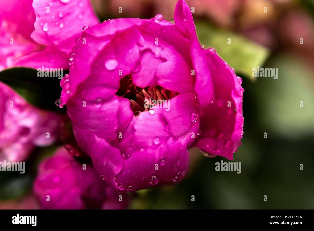 Pfingstrose aus der Nähe isoliert. Rosafarbene Pfingstrose im Garten nach Regen, Blütenblätter von Pfingstrosen mit Regentropfen. Pfingstrose Blume Hintergrund. Stockfoto