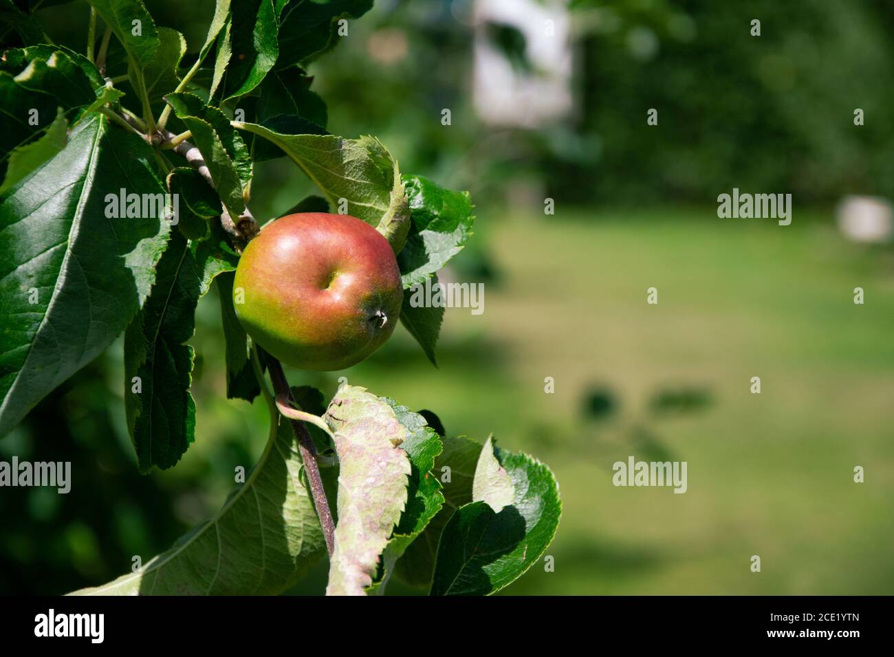 Frischer Bio-süßer und köstlicher Apfel auf einem Apfelbaum Zweig, bereit für die Ernte Stockfoto