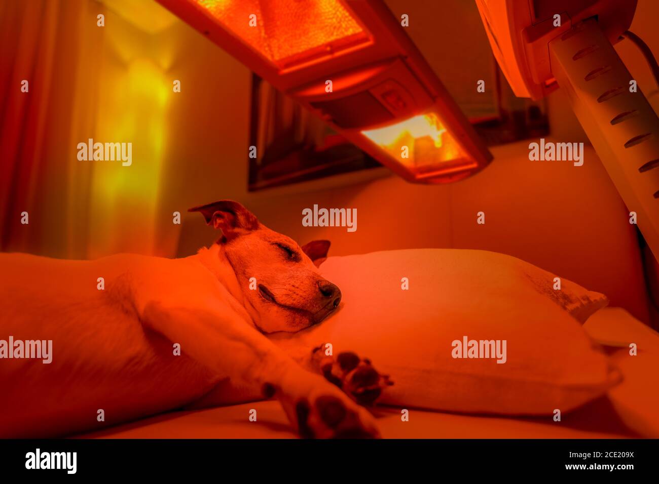 Rotlicht Therapie Hund Stockfotografie - Alamy