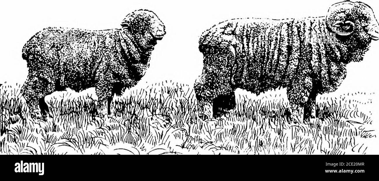 . Produktive Landwirtschaft . sind zu einem gewissen Grad in jedem Staat der Vereinigten Staaten gefunden, werden sie vor allem in therolling Abschnitte des Westens angehoben. Die folgenden zwölf Staaten sind Theleader, produzieren etwa 64 Prozent der gesamten Schafskultur.^Wyoming, Montana und New Mexico produzieren fast 25 Prozent der Au die Schafe in den Vereinigten Staaten produziert. Volkszählung 1910. Daten für 1916, entnommen aus dem United States Yearbook of Agriculture. 0% SCHAFE 3% 6% 217 9% WYOMING 4,338,0003,941,0003,440,0003,102,0003,067,0002,563,0002,450,0002,156,0002,089,0001,849,0001,532,0001,416,000 8.6% MONTANA ? 8.0% NEW MEXI Stockfoto