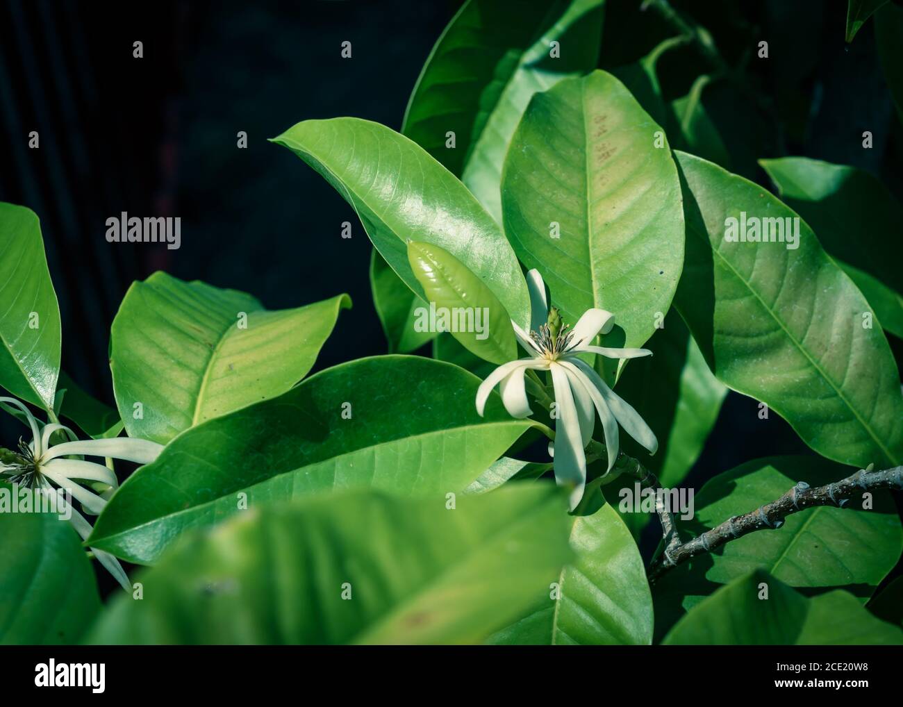 Flache DOF blühende Cananga odorata Ylang-Ylang Blume oder tropisches Parfüm Baum Stockfoto