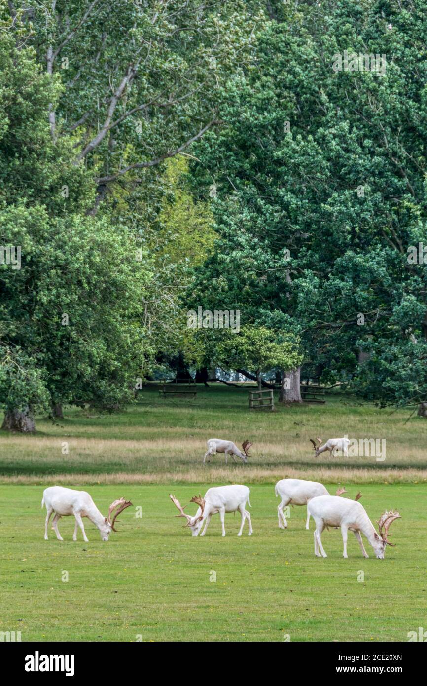 Hirsche aus der berühmten Herde weißer Damhirsche im Hirschpark von Houghton Hall, Norfolk. Stockfoto