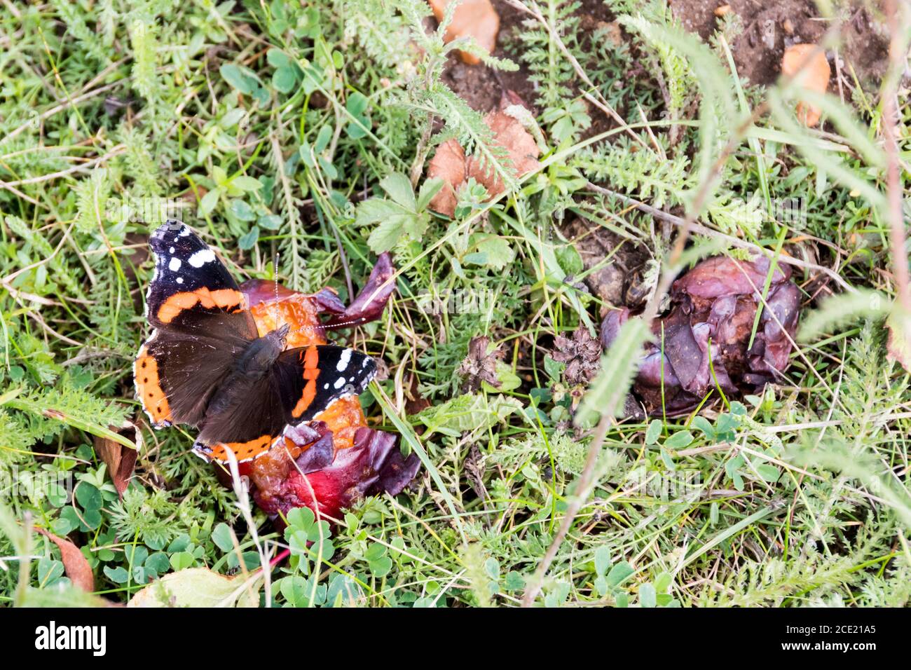 Roter Admiral Schmetterling, Vanessa atalanta, Fütterung auf einer verfaulten Windfall Pflaume, Prunus domestica 'Burbank Riesenpflaume'. Stockfoto