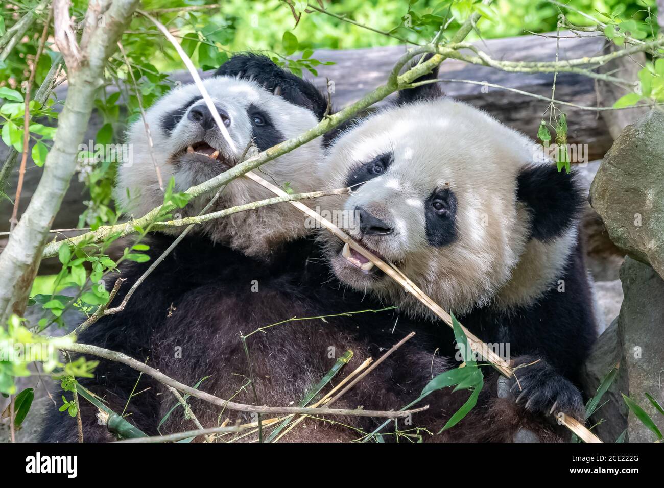 Riesenpandas, Bärenpandas, Baby Panda und seine Mutter essen Bambus Stockfoto