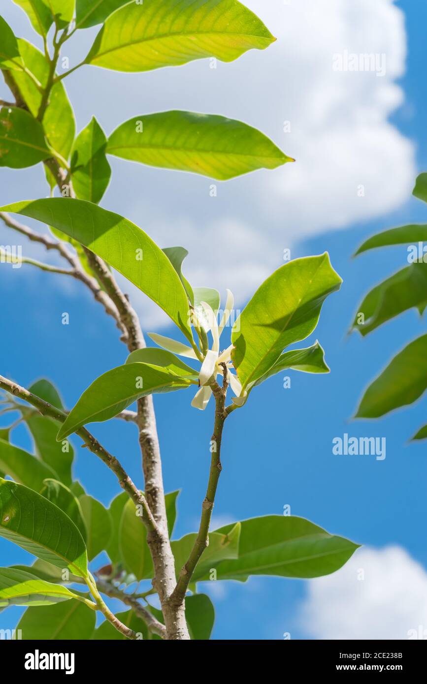 Blick nach oben auf die blühende Cananga odorata Ylang-Ylang Blume oder tropisch Parfümbaum Stockfoto