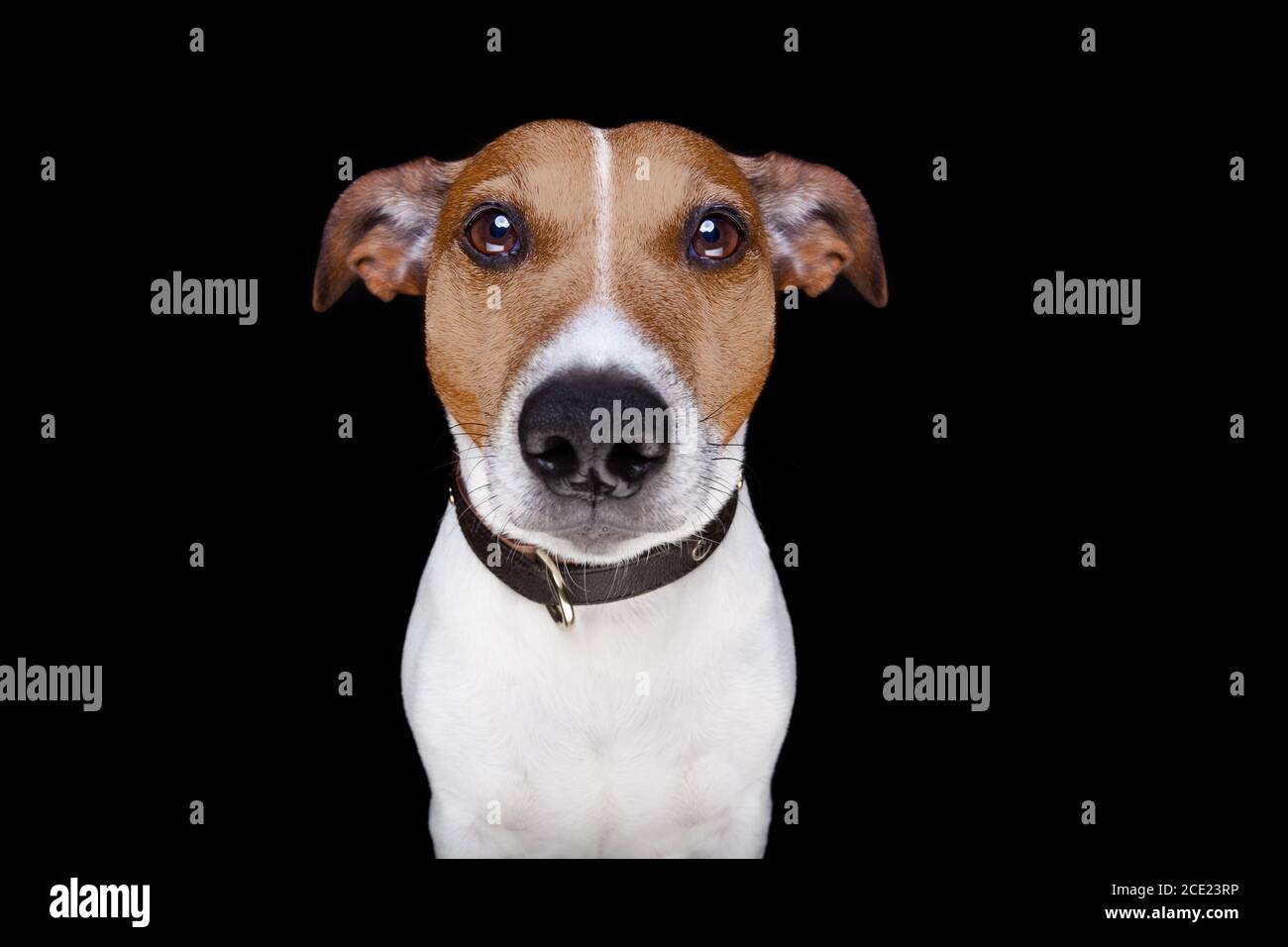 Hund isoliert auf schwarz Stockfoto