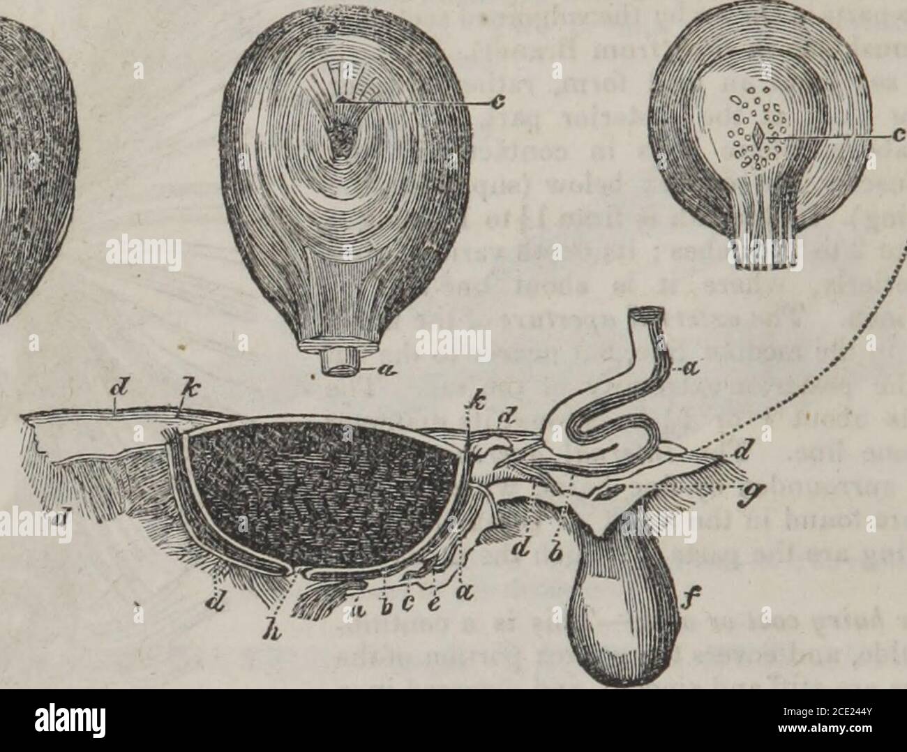 . Die Elemente der materia Medica und der Therapeutik (Band 2) . Bauch des Moschus moschiferus.(von Pallas.) a.. Schwanz. b. Anus. c. Hodensack, d. Preputiaorifice, e. Abdomen. A. Öffnung der Sackgasse. • für weitere Details bezüglich der Struktur der Moschussack konsultieren Brandt und Katzeburg, Med. Zool. Bd. i. 814 ELEMENTE DER MATERIA MEDICA. Hal) – Asien, zwischen 16 und 5 Grad nördlicher Breite und 92 und 155 Grad östlicher Länge. Besonders auf den Atlas und Himalayan Ranges. China, Cochin-China, Tonquin, Tarlary und Sibirien, alle für den Moschus gefeiert worden.das Tier ist schüchtern, und wohnt in Kälte, Mo Stockfoto