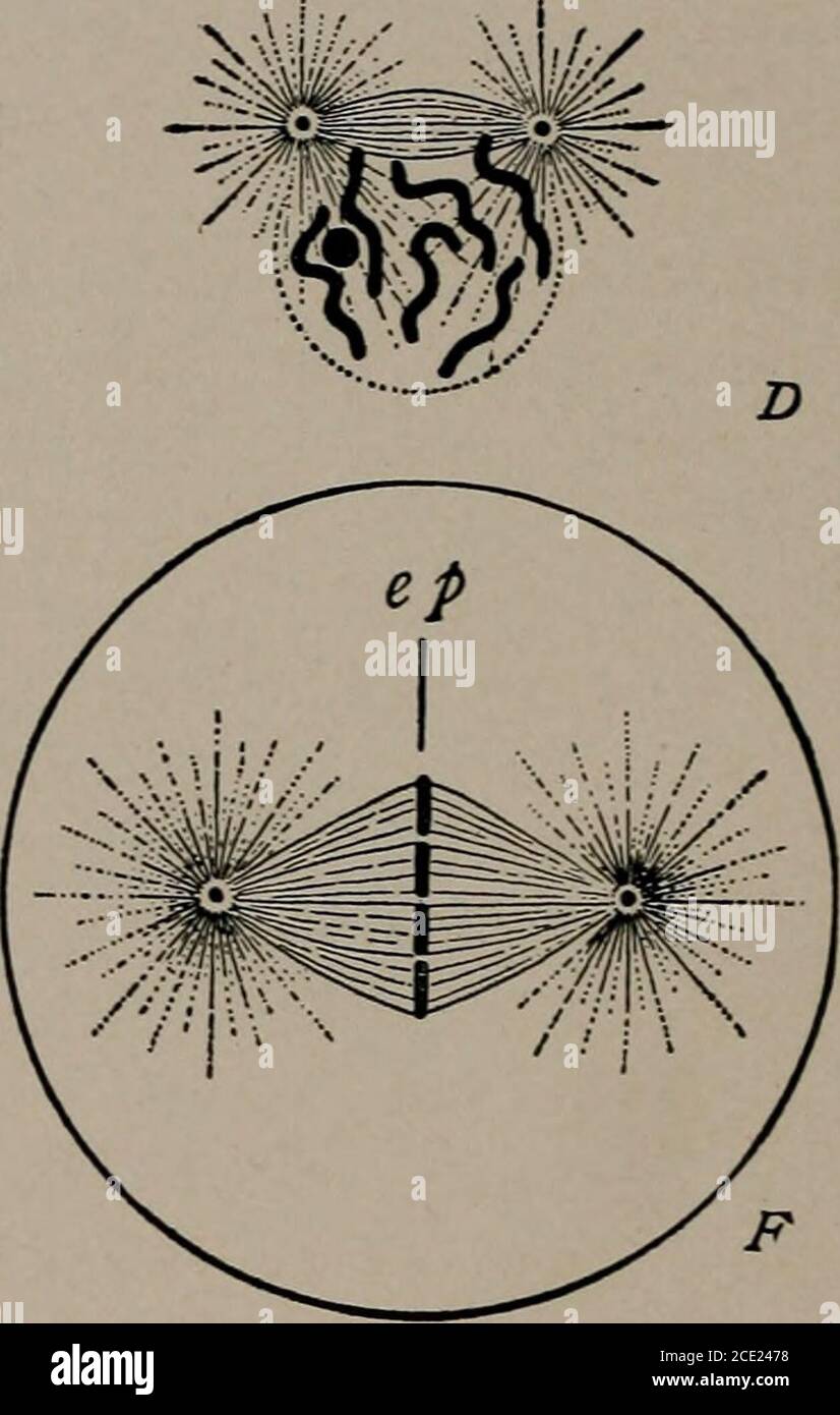 . Biologie . B Abb. 88. – Diagramm, das die frühen Stadien der Mitose zeigt. .4, ruhende Zelle mit retikulärem Kern und Nukleolus; bei c die Anziehungskugel mit zwei Zentrosomen; B, frühe Prophase, das Chromatin in Form eines kontinuierlichen Fadens oder Spirems; die Zentrosomen haben sich getrennt und bilden eine Spindelfigur zwischen ihnen; dies ist der Amphibaster (bei A); C, D, zwei spätere Stadien in der Prophase der Teilung, in der das Spireme in Segmente unterteilt wird, die Chromosomen; E, Bildung der themitotischen Figur ^^mit Zentrosomen an den Polen und mit den Chromosomen longi-tudinal geteilt; F, die mitotische Figur f Stockfoto