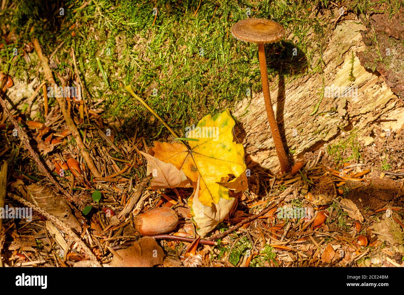 Waldboden im Herbst. Nahaufnahme von groben holzigen Trümmern, mit einem Pilz, einem verwelkten Blatt, grünem Moos, einer Eichel, mit braunen Fichtennadeln etc. Stockfoto