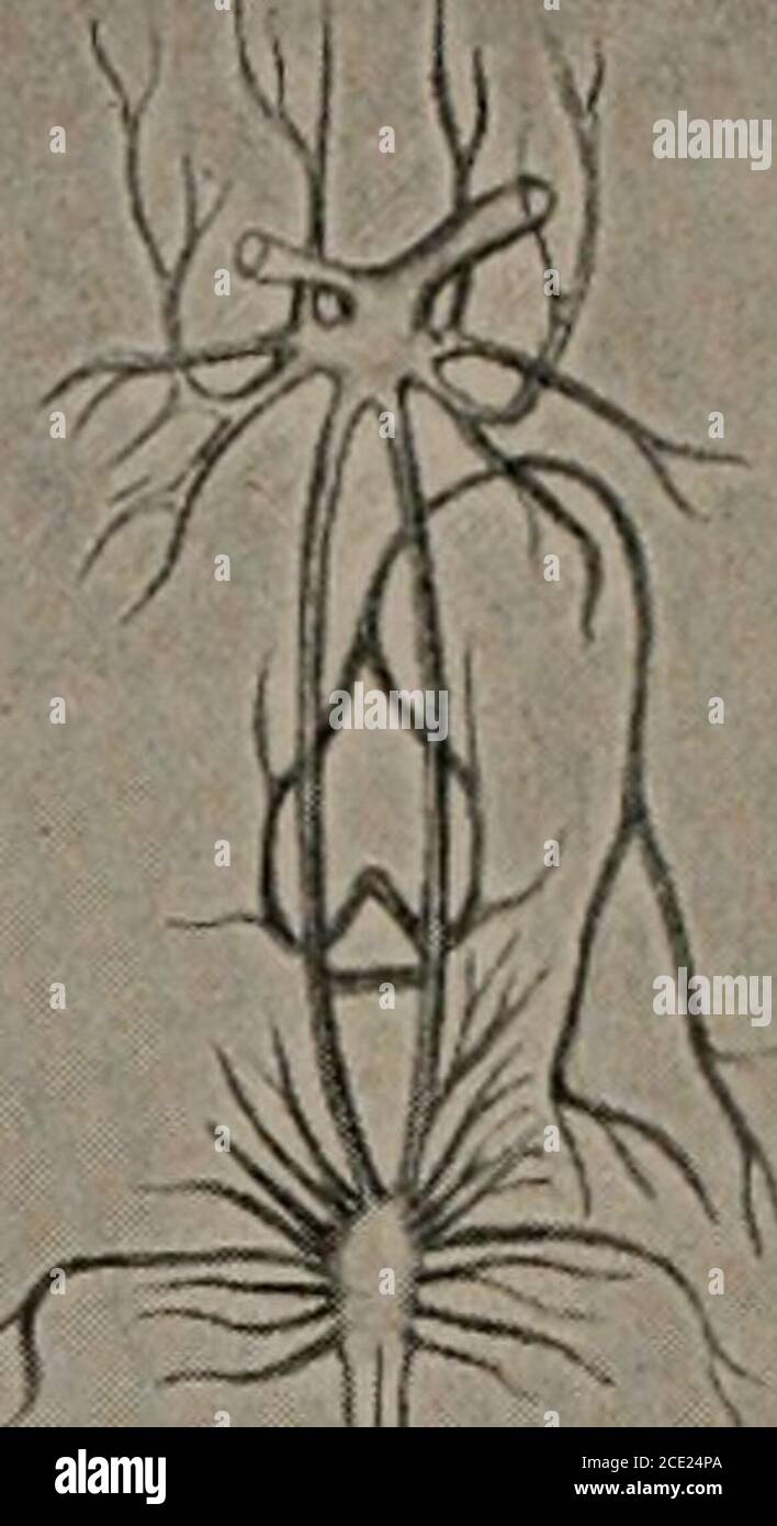 . Biologie . Abb. 73. – das zentrale Nervensystem des lob-ster und der Krabbe. Die ventrale Kette der Ganglien in der Krabbe ist in einer ventralen Masse konzentriert, wobei die Arteria sternalis durch sie hindurch geht. (Aus Gerstaeckerafter Cuvier.) hoch entwickelt, die großen ventralen Muskeln des Abdomens sind bemerkenswert kraftvoll. Diese werden anteriorly an den inneren Wänden des Cephalothorax (Abb. 72), eine auf jeder Seite eingefügt. Im Bauchnabeldrehen sie sich wie ein riesiges Muskelseil um einander und sind mit den ventralen Exo-Skelettteilen jedes Somiten eng verbunden. Kontraktion der themuskles ergibt die Stockfoto