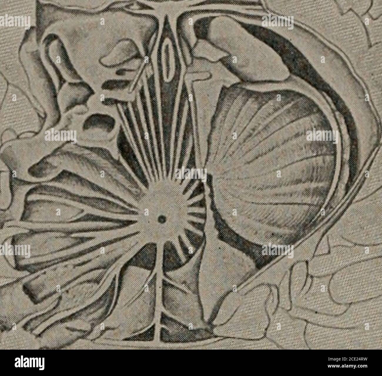 . Biologie . Abb. 72. – die Bauchmuskulatur des Hummers zeigt die komplizierte Anordnung von Extensoren und Flexoren. (Aus Gerstaecker, nach jMilne-Edwards.) 178 HOMOLOGIE. Abb. 73. – das zentrale Nervensystem des lob-ster und der Krabbe. Die ventrale Kette der Ganglien in der Krabbe ist in einer ventralen Masse konzentriert, wobei die Arteria sternalis durch sie hindurch geht. (Aus Gerstaeckerafter Cuvier.) hoch entwickelt, die großen ventralen Muskeln des Abdomens sind bemerkenswert kraftvoll. Diese werden anteriorly an den inneren Wänden des Cephalothorax (Abb. 72), eine auf jeder Seite eingefügt. Im Bauchraum verdrehen sie sich Stockfoto