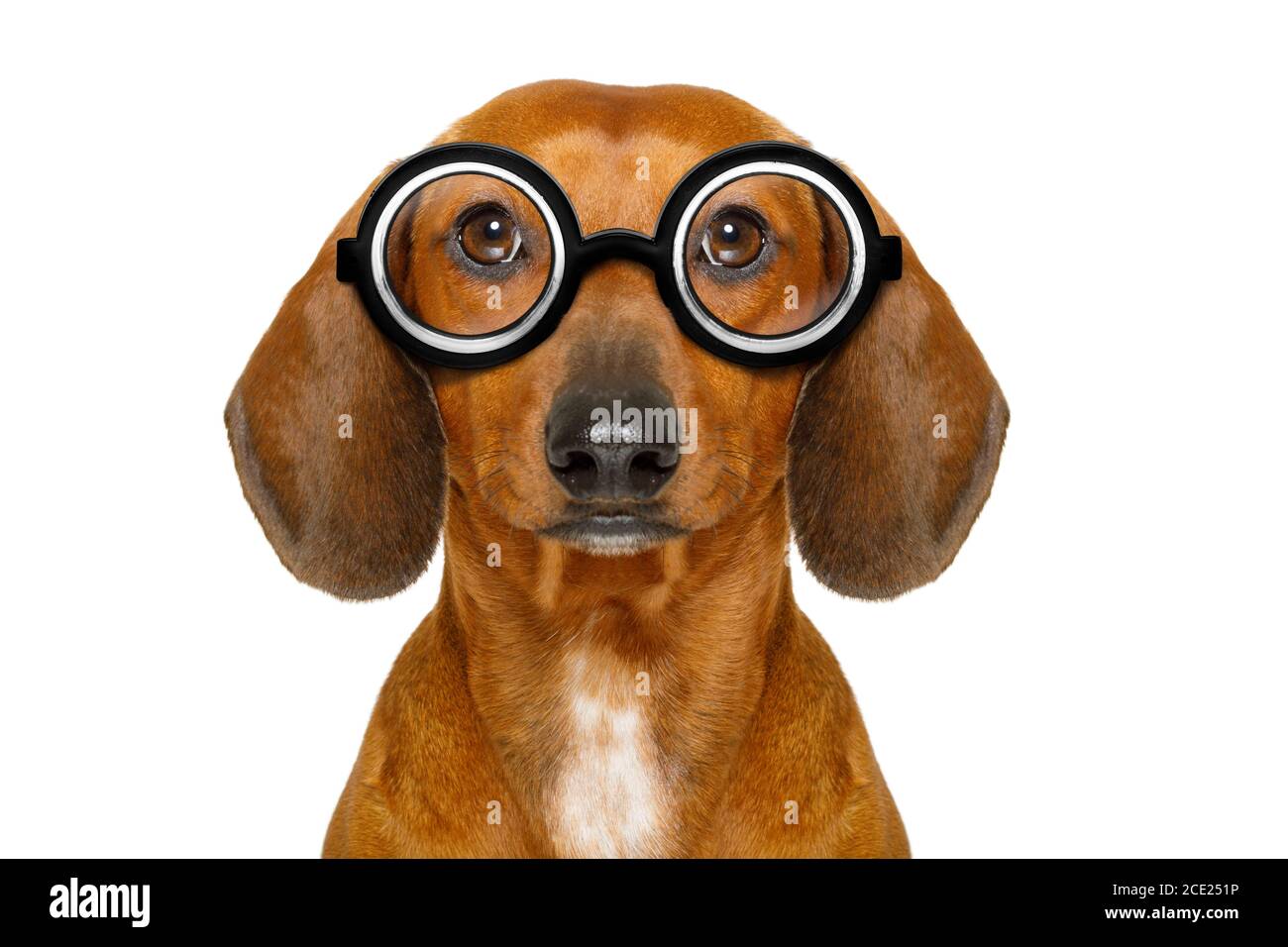 Dumm Nerd dummen Dackel Stockfoto