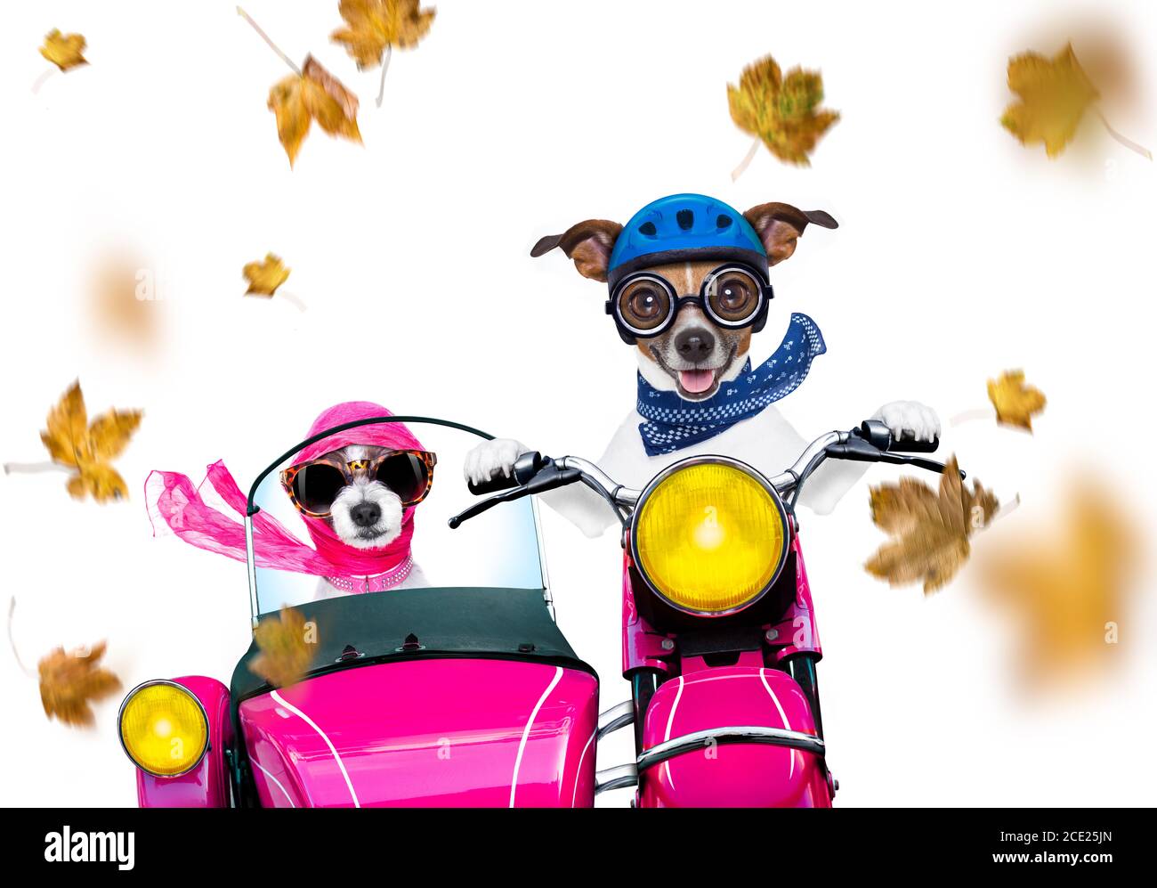 Hund Auf Dem Motorrad Stockfotos und bilder Kaufen Alamy