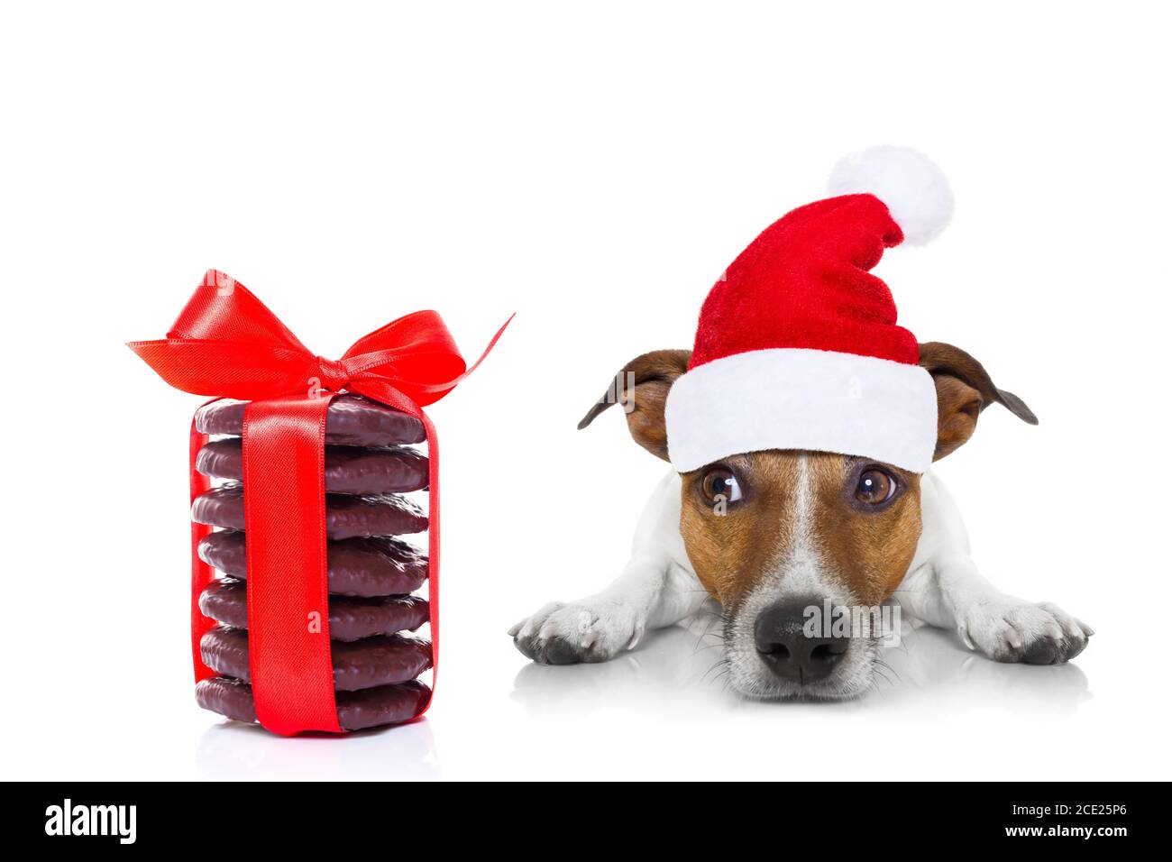 Hund mit rotem Adventsstern-Anhänger um … – Bild kaufen – 11184165 ❘  living4media