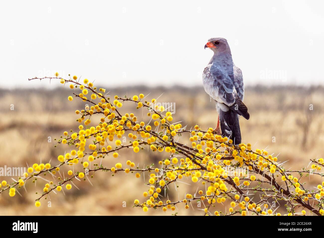 Blass chanten Goshawk auf Kamel Thorn Tree in Etosha National Parken Stockfoto