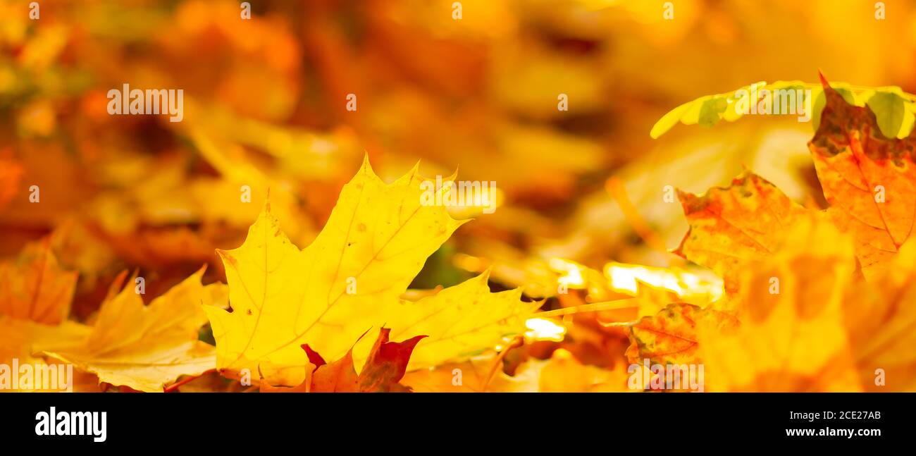 Blätter der Herbstsaison. Gefallene Ahornblätter im Wald. Goldenes Ahornblatt auf verwischtem gelben Hintergrund. Herbstkonzept Stockfoto