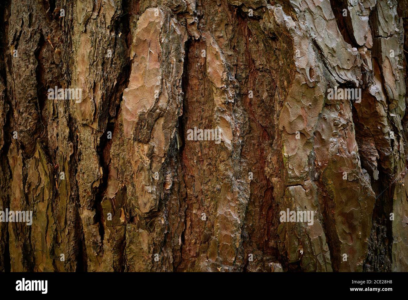 Faltige Rinde von Pinus sylvestris. Eine gespaltene Oberfläche aus Kiefernrinde mit Streifen. Eine verwickelten Struktur von Rillen auf dem alten immergrünen Nadelbaum Stockfoto