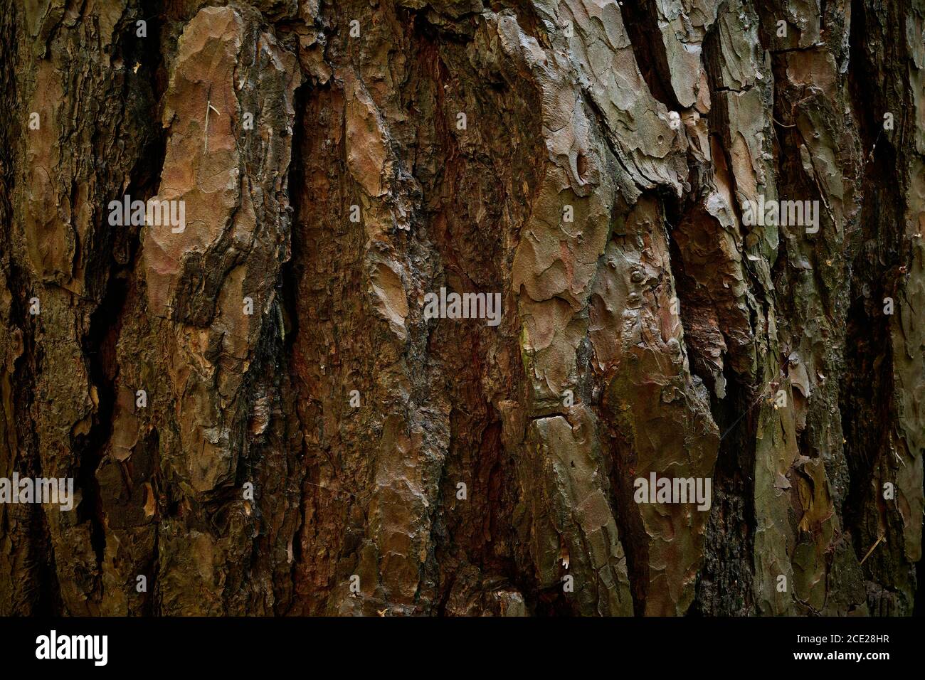 Relief Rinde von Kiefer. Raue Oberfläche des altersgealterten Holzstammes. Nahaufnahme des Bildes. Eine strukturierte, gewölbte, gewellte, zerbrochene, trockene Rinde von gealterter Kiefer. Stockfoto