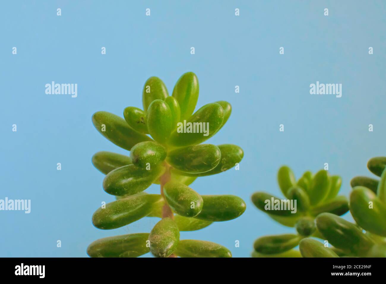 Schöne geometrische grüne Sukkulenten Gelee Bohne Pflanze auf einem pastellfarbenen Hintergrund, wissenschaftlicher Name Sedum rubrotinctum Stockfoto