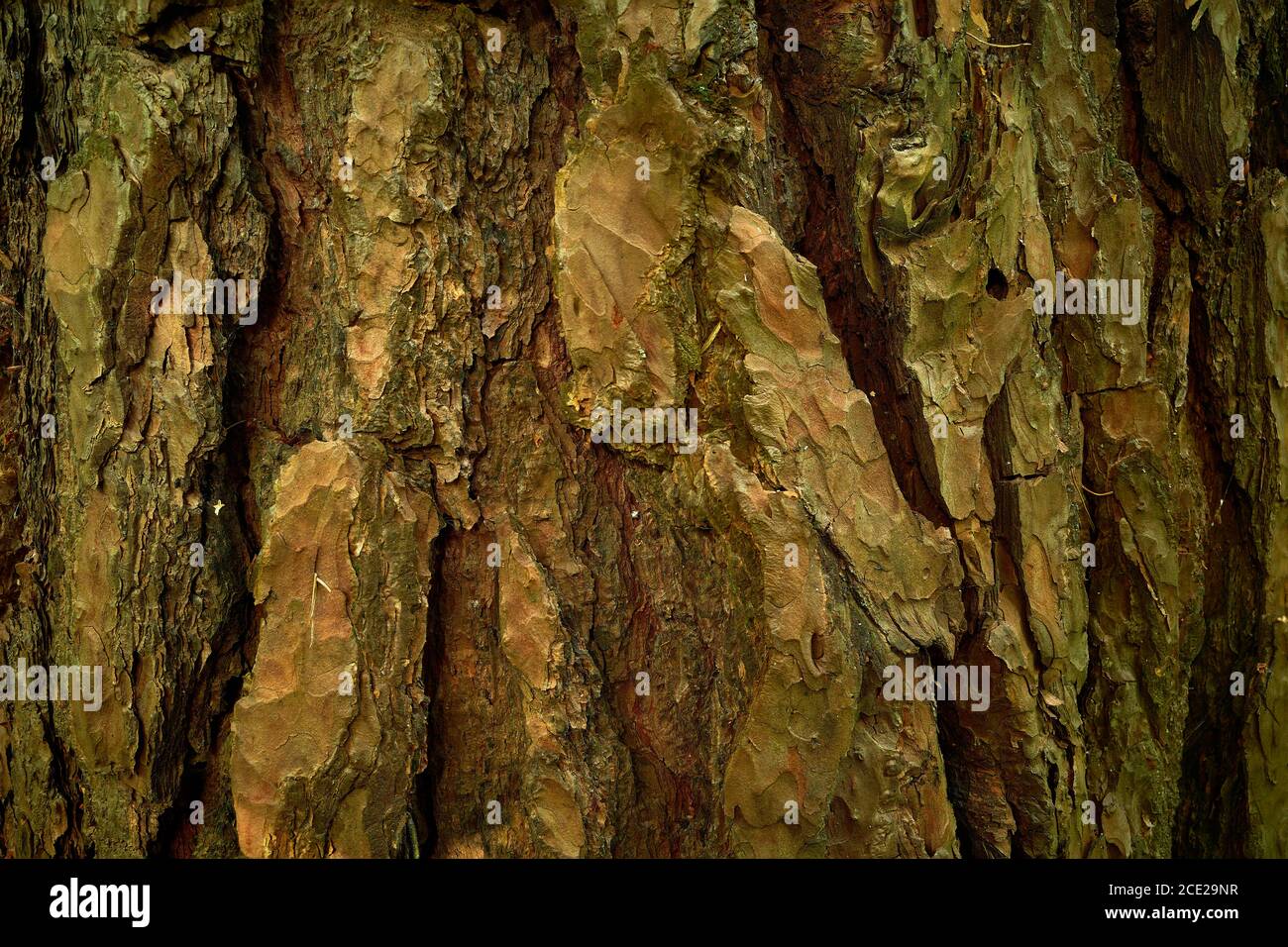 Rinde des Alters Kiefer - Pinus sylvestris, pinaceae. Nahaufnahme. Eine strukturierte, segmentierte, gestreift Oberfläche von immergrüner Baumrinde Stockfoto
