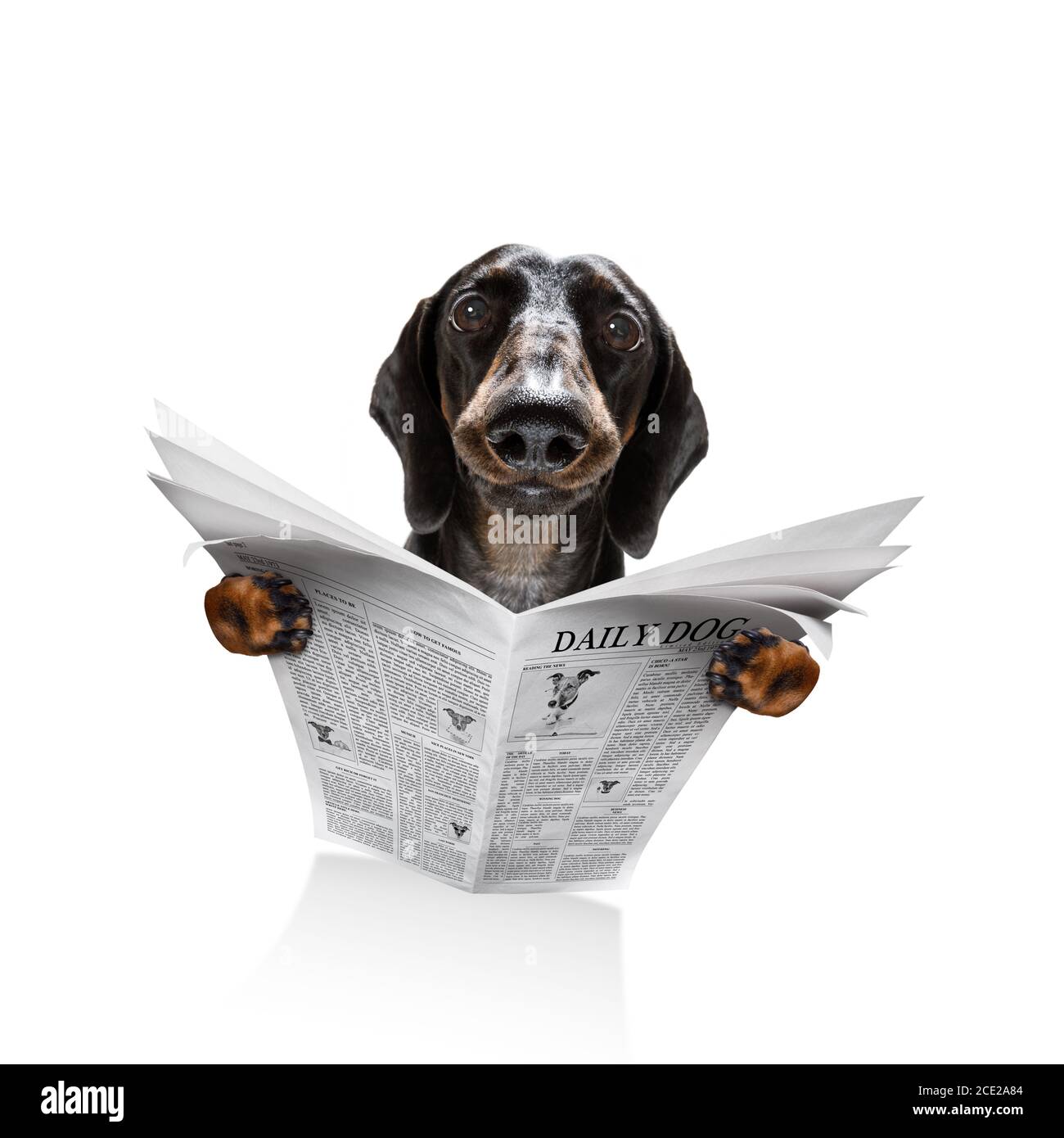 Zeitung zum Lesen von Hunden Stockfoto