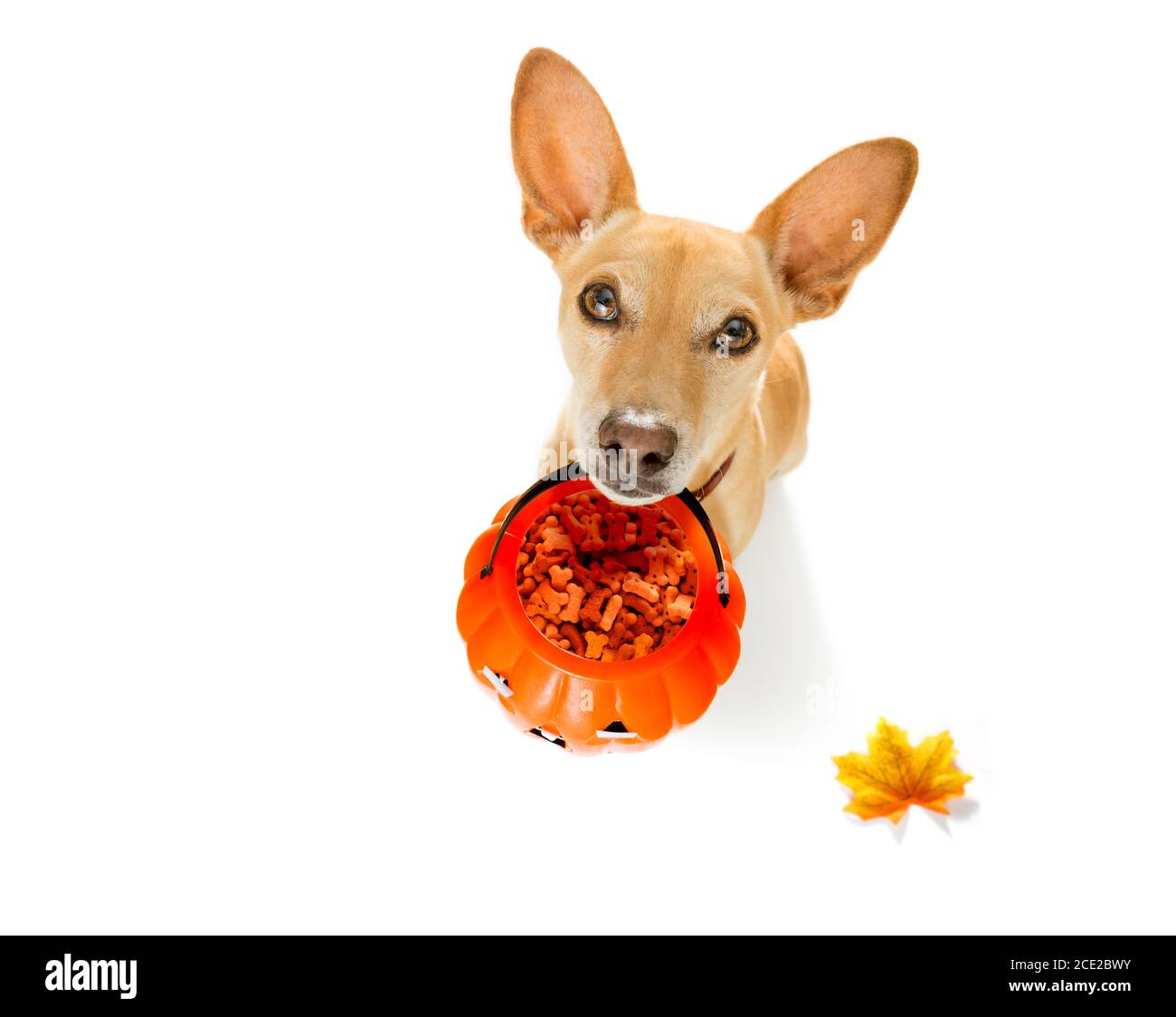 halloween Geisterhund Trick or Treat Stockfoto