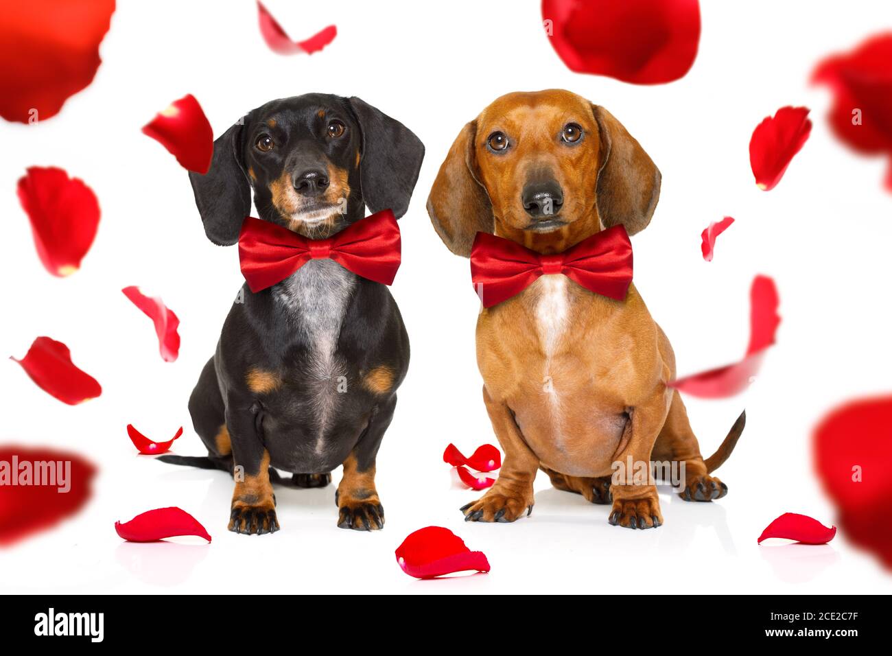 Ein paar Dackel Würstchen Hunde in der Liebe für glückliche Valentinstag Tag mit Rosenblüte im Mund Stockfoto