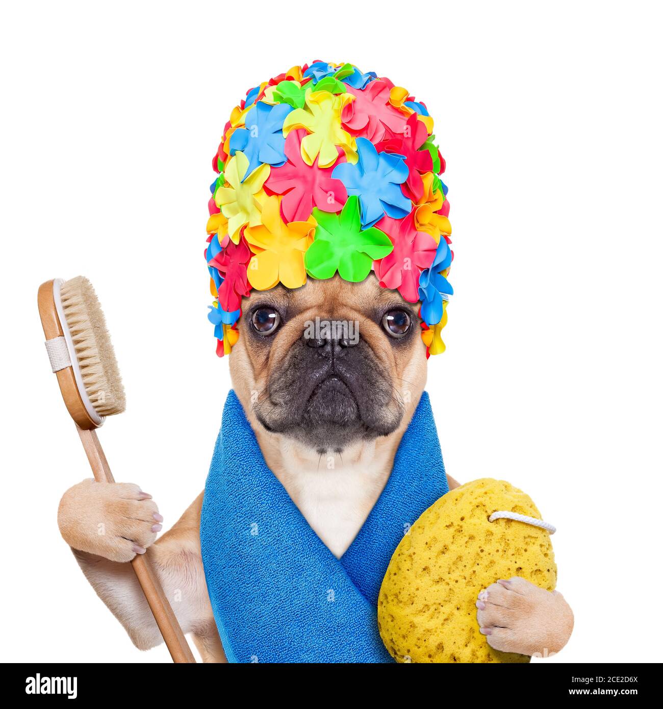 französische Bulldogge bereit, ein Bad oder ein haben Dusche mit Badekappe  und Handtuch Stockfotografie - Alamy