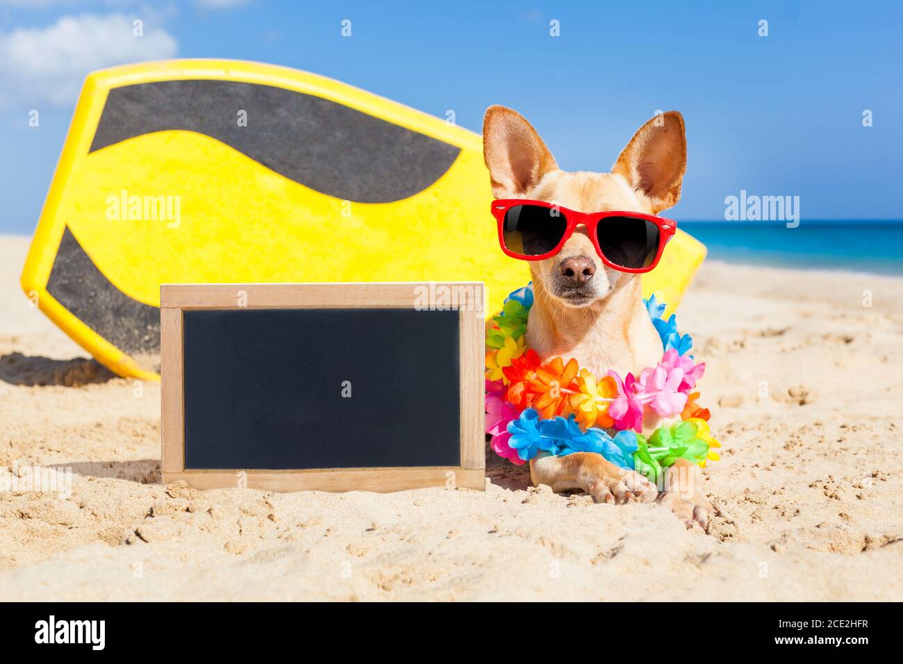 Surfhund Tafel Stockfoto