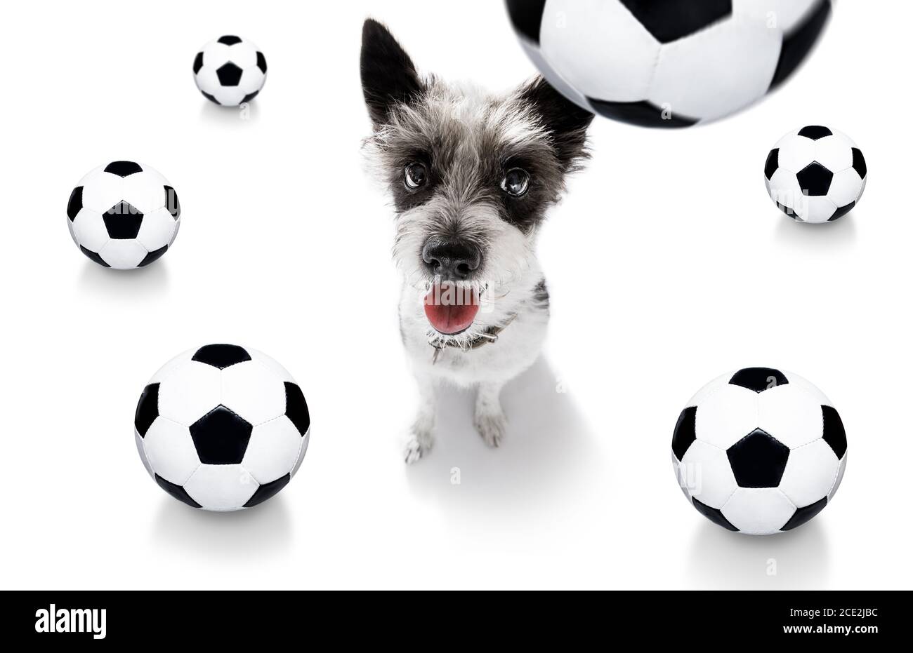Fußballhund Stockfoto