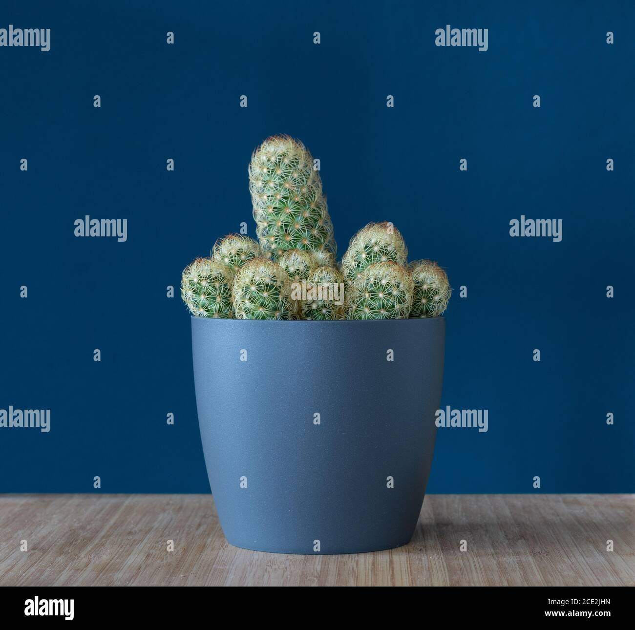Mammillaria Elongata - Lady Fingers Cactus - Topfpflanze in Blauer Teelentopf vor blauem blauem blauem Hintergrund Stockfoto