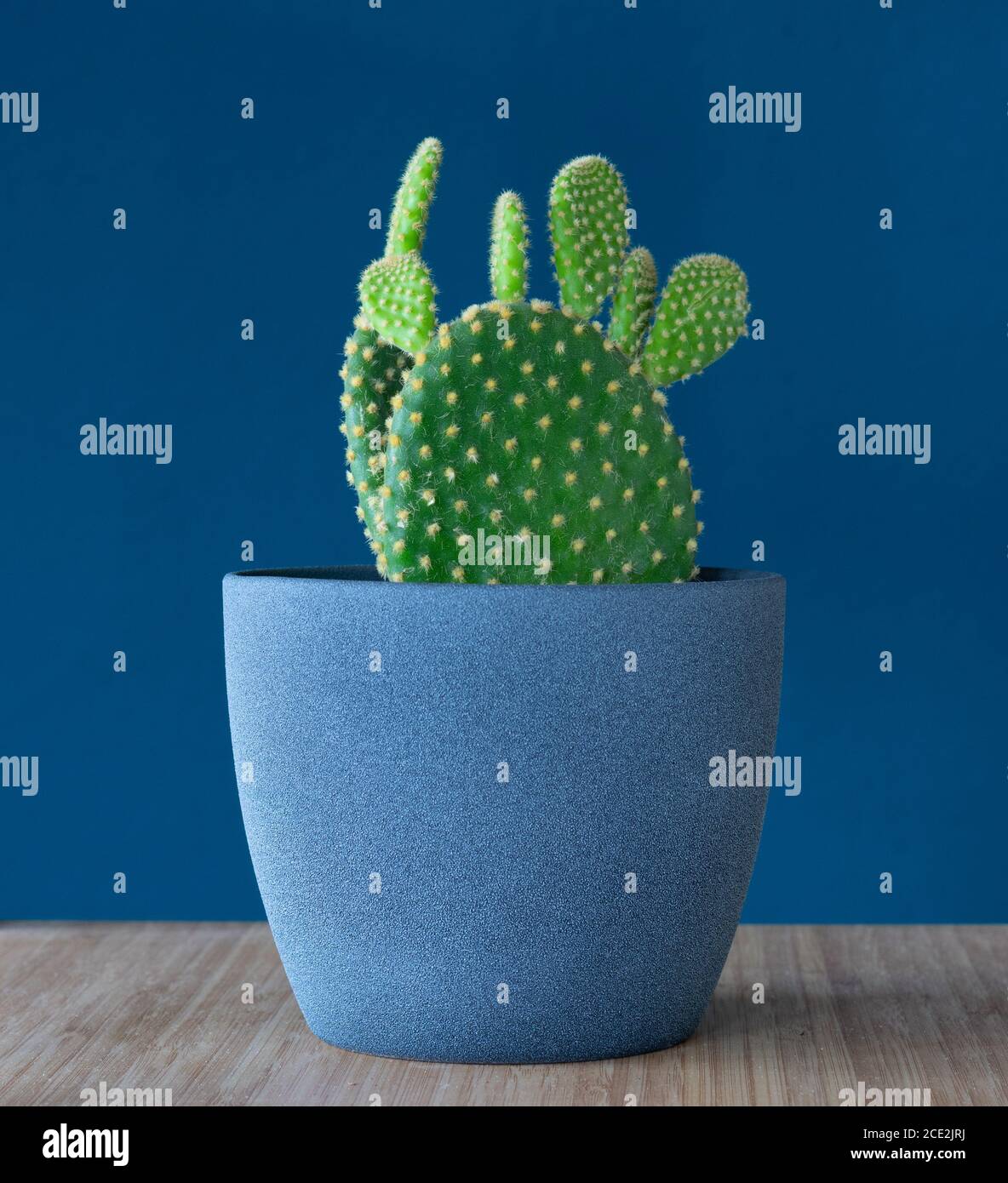 Opuntia microdasys, Hasenohr, Polka-dot oder goldener Engelsflügel Kaktus Topfpflanze in blauem Teelichttopf vor blauem Teelichtgrund Stockfoto
