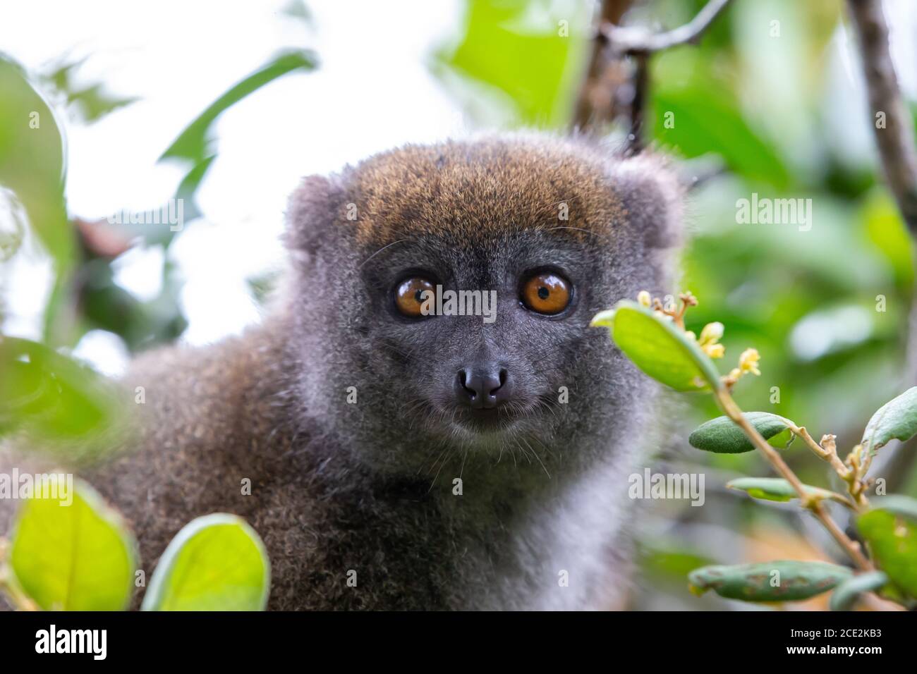 Ein kleiner Lemur auf dem Ast eines Baumes Der Regenwald Stockfoto