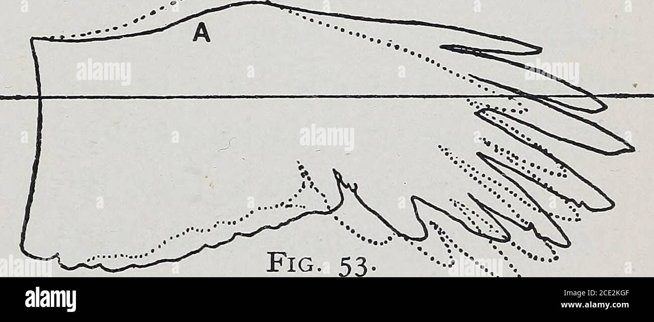 . Tierflug; eine Aufzeichnung der Beobachtung. Das Aufschlagen der Wand des Schuppen B wird nach oben abgelenkt. C C, Richtung des gleitenden Fluges des Wels. Bei D ist der Außenflügel gebeugt und vorgerückt dargestellt. Um der Klarheit willen wird der Joel als Gewinn nach Wind während der Wende dargestellt. Dies geschah nicht.der Wiel drehte sich auf seiner dorso-ventralen Achse (oder fast so) und drehte sich ungefähr entlang der Spur, auf die er kam. Der hintere Rand des inneren Teils des Flügels bildet eine akurvierte Linie mit der Konvexität nach oben. Daher, obwohl der größere Teil von b, .. Der Außenflügel flach oder leicht Nocken- Stockfoto
