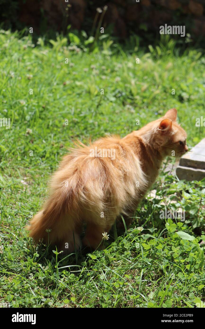 Ingwer Katze entspannen im Garten Stockfoto