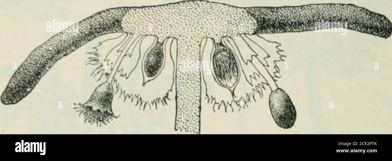 . Pflanzen und ihre Verwendung; eine Einführung in die Botanik . Archigonio- phores (f) mit reifen Früchten (sporophytes), deren Sporenfälle jenseits der Vorhänge zu sehen sind, die sie während jung schützten. Zwei der Sporenfälle zeigen die vorspringenden Elater. (At-kinson.) die Ausdehnung in die Kapsel ist eine Säule von etwas länglichen Zellen, die als Columella (Feige. 345, c, c). Atmungsporen auf der Oberfläche ermöglichen die Belüftung der inneren Zellen. Hepatica? Sind Pflanzen, die Archegonien auf einem meist niederwertigen und thline Gametophyt, die unterschiedlich gelappt oder verzweigt o Stockfoto