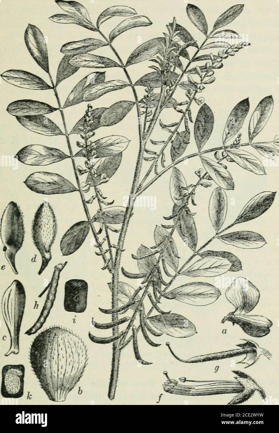 . Pflanzen und ihre Verwendung; eine Einführung in die Botanik . ll transformiert und aufgelöst, ein Stückaus weißer Wolle oder Baumwolle in der Lösung getränkt und dann an der Luft ausgesetzt nimmt bald eine dauerhafte blaue Farbe. Eine beträchtliche Anzahl von Pflanzen wurde gefunden, um Indican zu erhalten, und mehrere verschiedene Arten werden in Indien und anderen warmen Ländern für die Herstellung von Indigo angebaut. Von diesen Pflanzen ist die wichtigste der dyersigo Strauch (Abb. L 275, S. Logholz wird aus einem kleinen mittelamerikanischen Baum gewonnen (Abb. L 276, S. Es wird in Form von Rundholz exportiert, aus dem das sap-Holz entfernt wurde. T Stockfoto