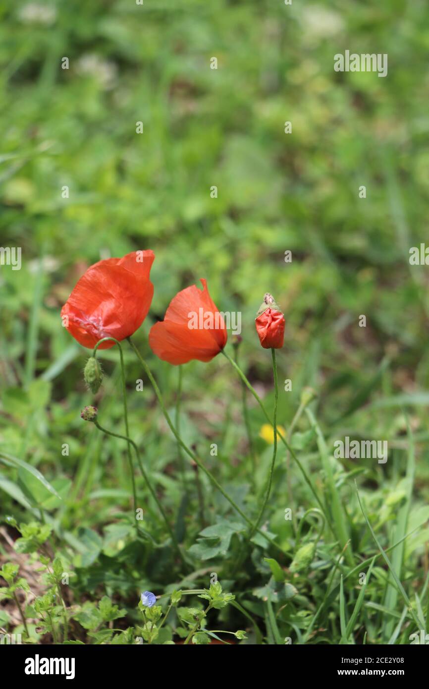 Roter Mohn im Garten Stockfoto