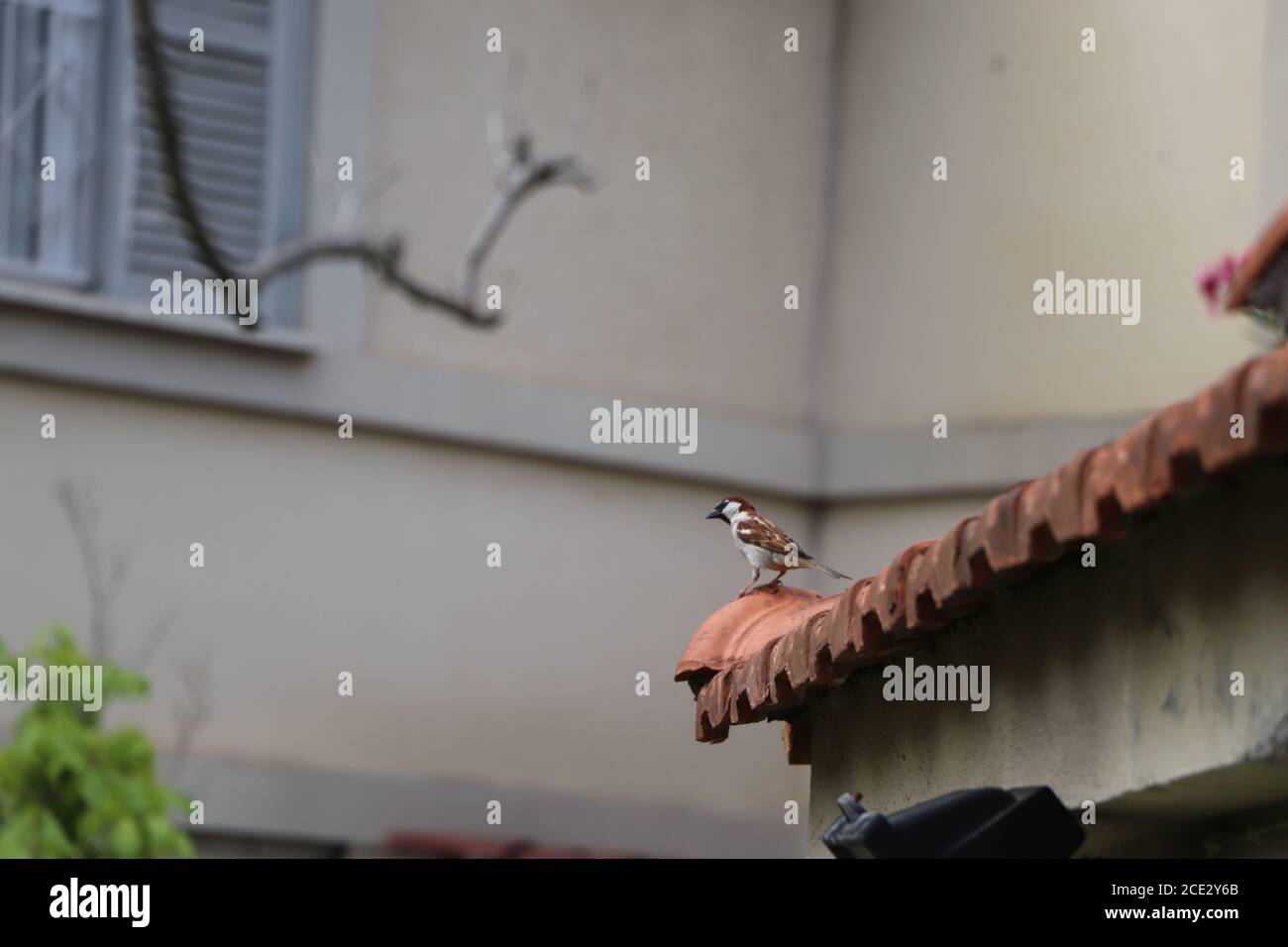 Männliche Sperling Vater auf der Suche nach Nahrung zu bringen, um seine Jung Stockfoto