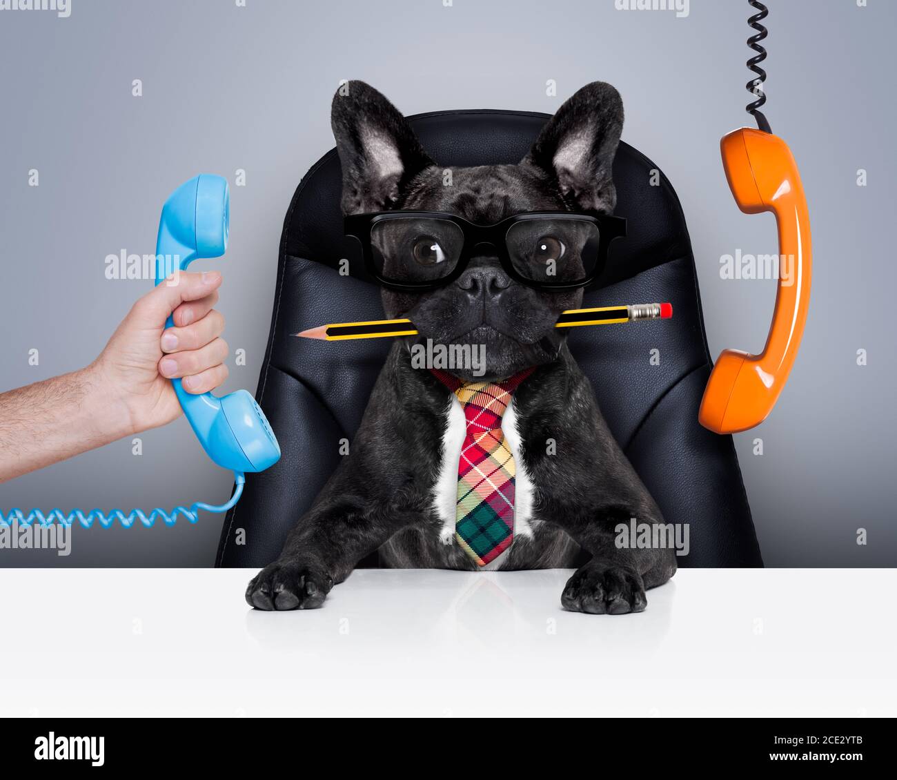 Büroangestellter Boss Hund Stockfoto