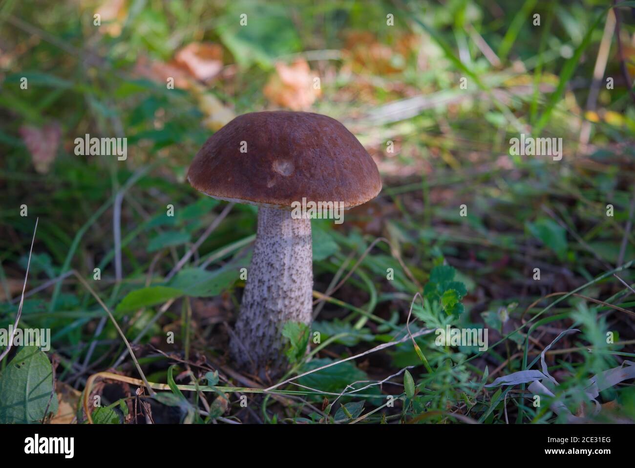 Essbarer Pilz Leccinum aurantiacum mit orangen Kappen. Stockfoto